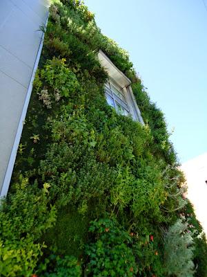 Un giardino verticale a San Francisco/2