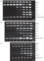RNA nei nostri spermatozoi e in quelli di Drosophila