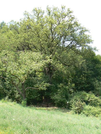 Alberi monumentali, la Grande Roverella di Monteveglio (BO)