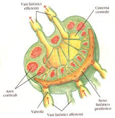 Varici arti inferiori e importanza dei linfonodi