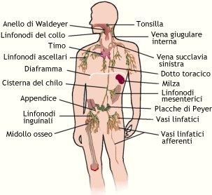 Le varici degli arti inferiori e la circolazione linfatica