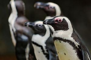 pinguini-africani