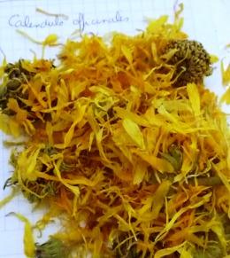 L'ERBARIO DI NATURALMENTEJO: LA CALENDULA