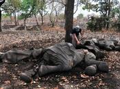 Massacro elefanti “senza precedenti” parco Bouba N’Djia Cameroun