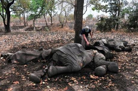 Massacro di elefanti “senza precedenti” nel parco di Bouba N’Djia in Cameroun