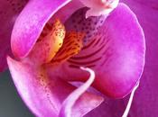 Poesia: L'Orchidea