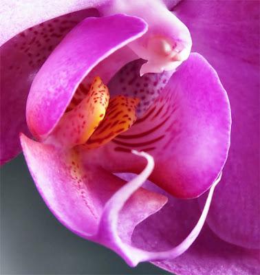 Poesia: L'Orchidea