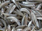 tartarughe americane (seconda parte)