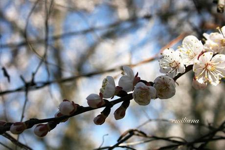 Tanta voglia di ............... fiori