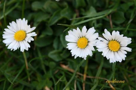 Tanta voglia di ............... fiori