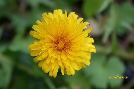 Tanta voglia di ............... fiori