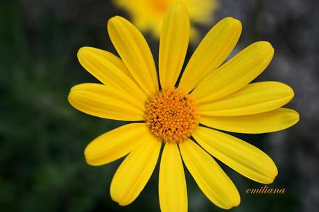 Tanta voglia di ............... fiori