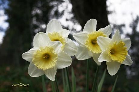 Tanta voglia di ............... fiori