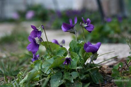 Tanta voglia di ............... fiori