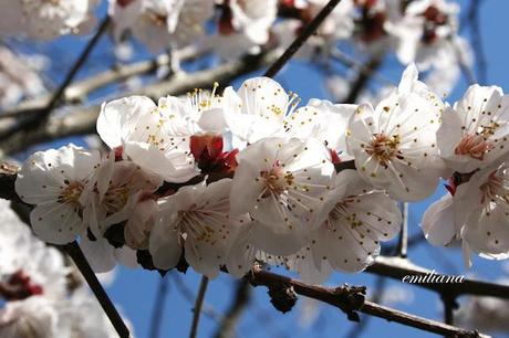 Tanta voglia di ............... fiori