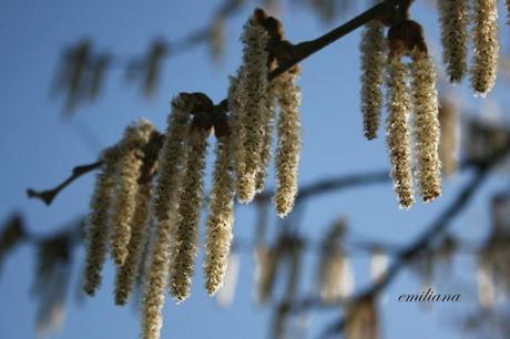 Tanta voglia di ............... fiori