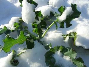 Come proteggere l’orto dal freddo e dalla neve