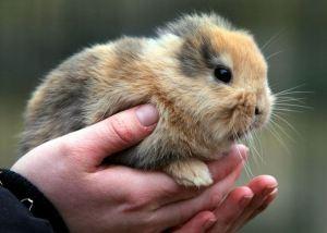 Che vita grama, che grama vita!