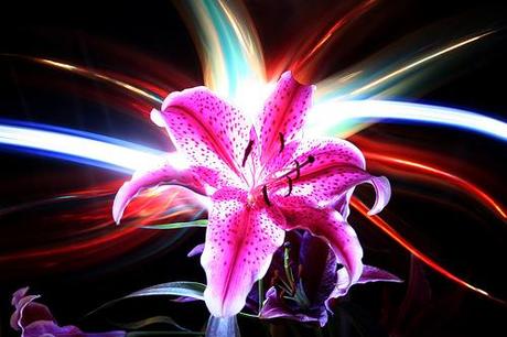 Lily Lighting by StandUPP, on Flickr