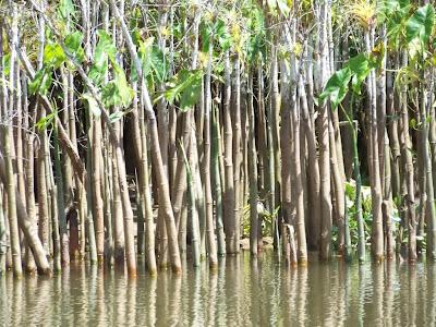 L'Amazzonia è l'ecosistema più ricco di biodiversità al mondo.