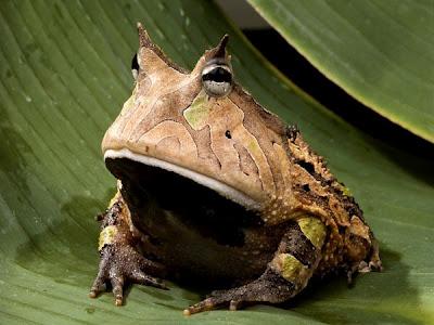 L'Amazzonia è l'ecosistema più ricco di biodiversità al mondo.