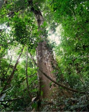 L'Amazzonia è l'ecosistema più ricco di biodiversità al mondo.