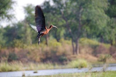 L'Amazzonia è l'ecosistema più ricco di biodiversità al mondo.