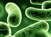 Probiotici fermenti lattici: un'arma combattere disturbi intestinali