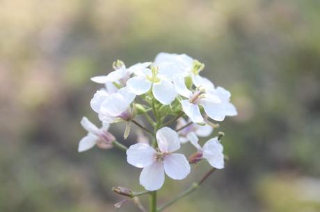 Aspettando la primavera