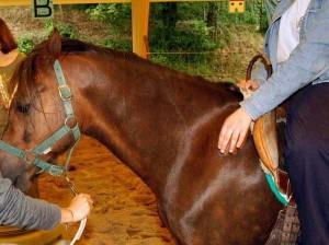 Assessore comunale muore dopo una caduta da cavallo