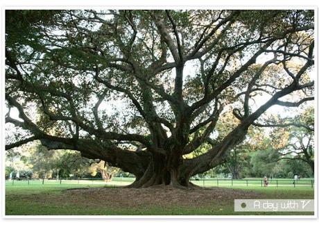 Royal Botanic Garden