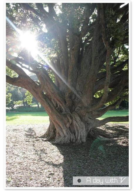 Royal Botanic Garden