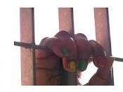 Gloria, condannata morire