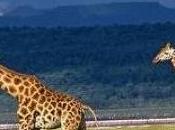 Niger Ampliata riserva Termit- Toumma/ freno alla scomparsa specie protette