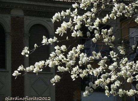 Quando fioriscono le magnolie