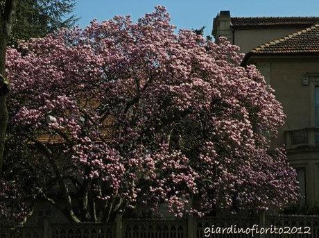 Quando fioriscono le magnolie