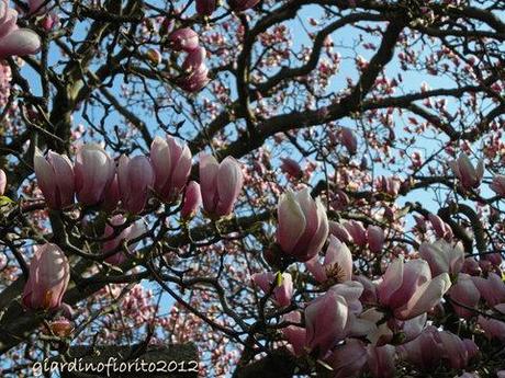 Quando fioriscono le magnolie