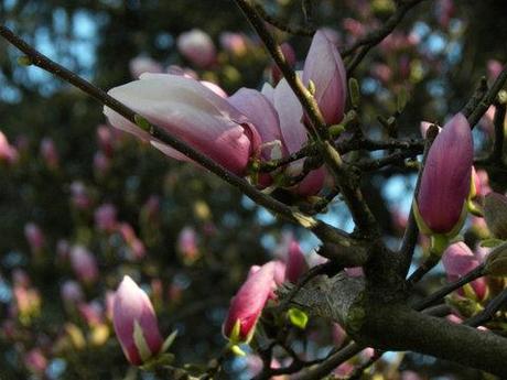 Quando fioriscono le magnolie