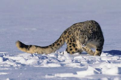 DYNAFIT Snow Leopard Day: Racines lo scialpinismo a sostegno del leopardo delle nevi