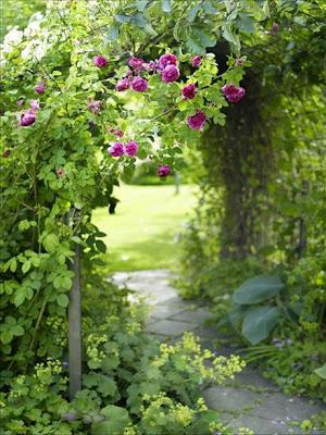 Trädgård, Garden, Giardino