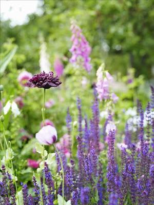 Trädgård, Garden, Giardino