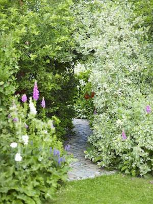 Trädgård, Garden, Giardino