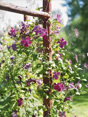 Trädgård, Garden, Giardino