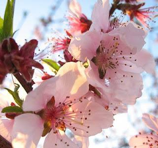 E' arrivata la primavera e . . . anche la vincitrice.