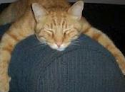 GREAA pubblica tutta querela contro