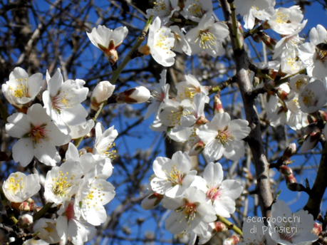 click di primavera #1