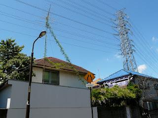 Tokyo DIY Gardening