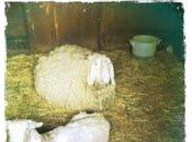 uhé! uhi! malocchio qui!