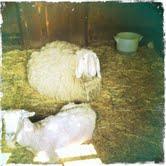 ah! uhé! uhi! il malocchio non viè qui!