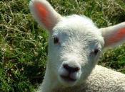 Pasqua: l’eccidio degli innocenti. Perchè mangiare l’agnello